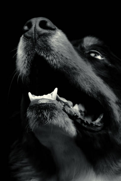 istock Bernese Mountain Dog against the black background 1130429386