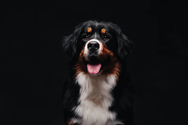 istock Bernese Mountain Dog against the black background 1130429445