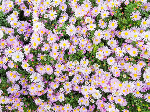 istock Fall Aster, violet blossom growing in garden 1130429628