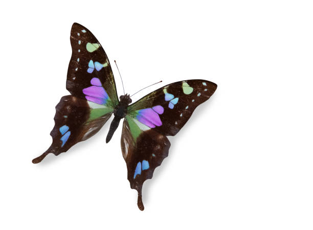 istock Black and blue butterfly isolated over white 1130429679