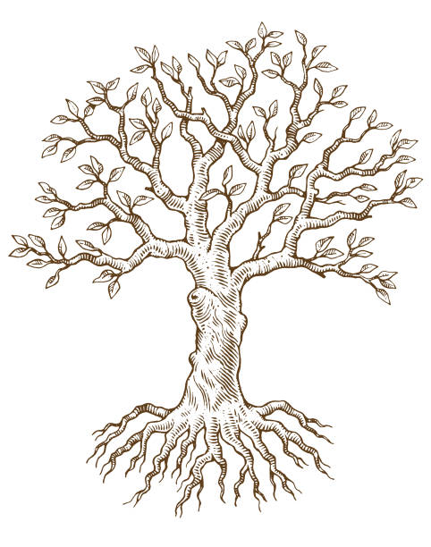 Ilustración de Mano Dibuja La Ilustración De Vector De Árbol y más Vectores Libres de Derechos de Árbol - Árbol, Raíz, Ilustración - iStock Ilustración de Mano Dibuja La Ilustración De Vector De Árbol y más Vectores Libres de Derechos de Árbol - Árbol, Raíz, Ilustración - iStock