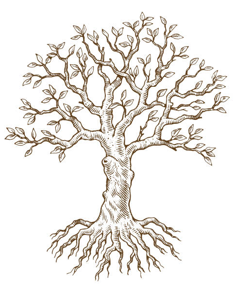 Hand drawn tree vector illustration A hand drawn tree and roots woodcut illustrations stock illustrations