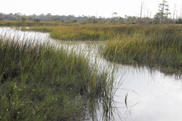 istock marshes of north Florida 1130432372