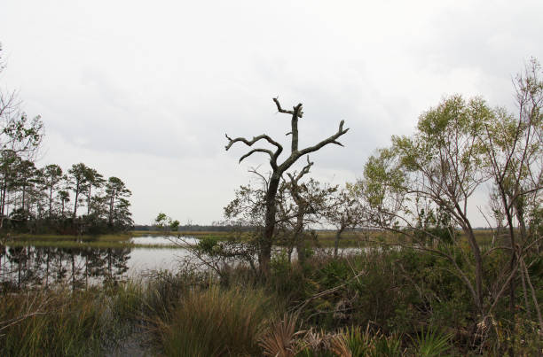 istock marshes of north Florida 1130432973