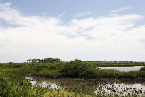 istock marshes of north Florida 1130432975