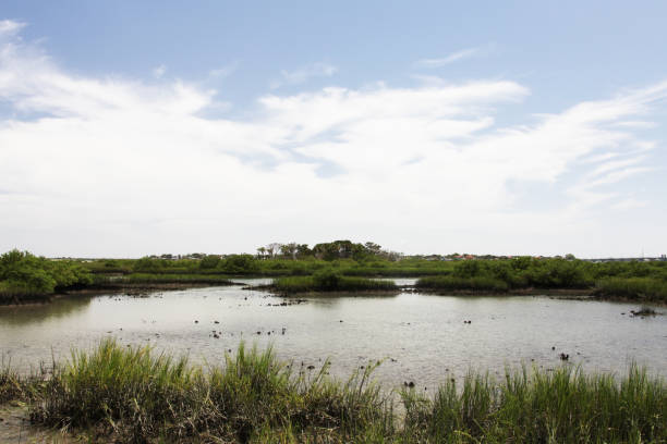 istock marshes of north Florida 1130433025
