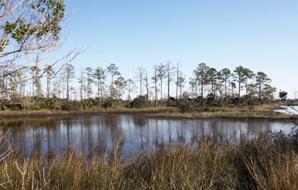 istock marshes of north Florida 1130433089