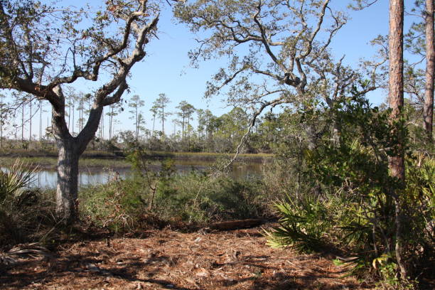 istock marshes of north Florida 1130433164