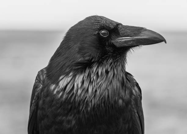 istock Black and White American Crow Portrait 1130433194