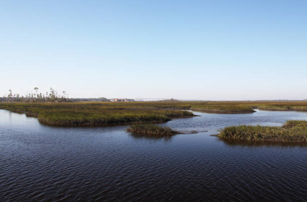 istock marshes of north Florida 1130433213