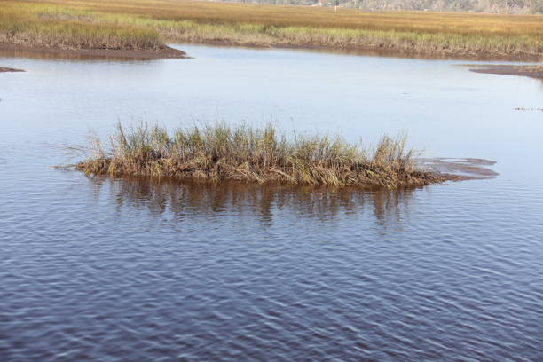 istock marshes of north Florida 1130433226