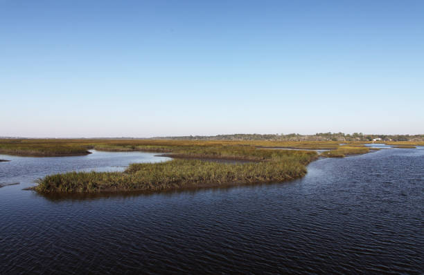 istock marshes of north Florida 1130433227