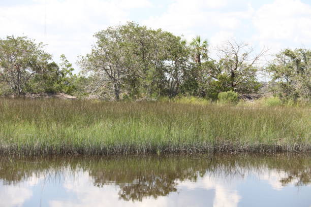 istock marshes of north Florida 1130433254