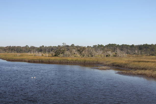 istock marshes of north Florida 1130433266