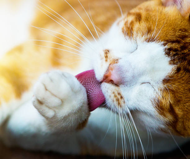 Close-up of ginger cat licking paw as it grooms itself A close-up of a ginger and white tom cat, eyes closed, licking his paw, busy with his washing and grooming routine. cat sticking out tongue stock pictures, royalty-free photos & images