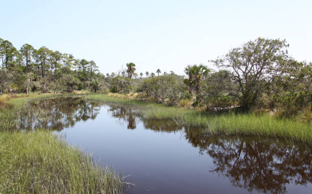istock marshes of north Florida 1130433329