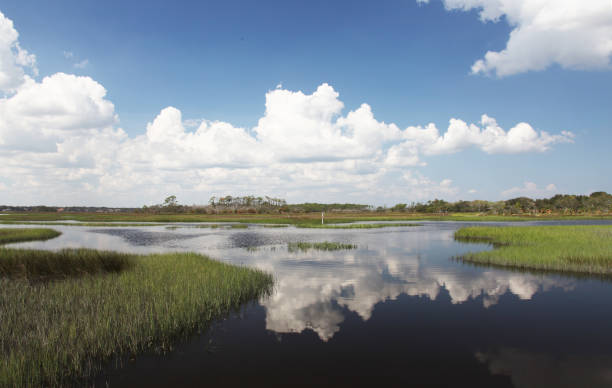 istock marshes of north Florida 1130433335
