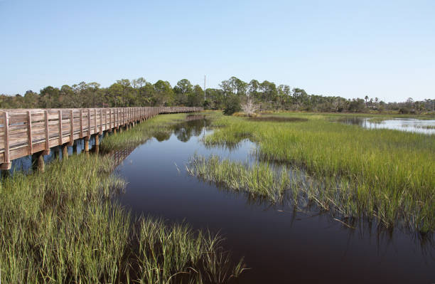 istock marshes of north Florida 1130433359