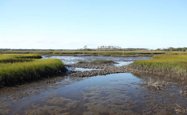 istock marshes of north Florida 1130433420