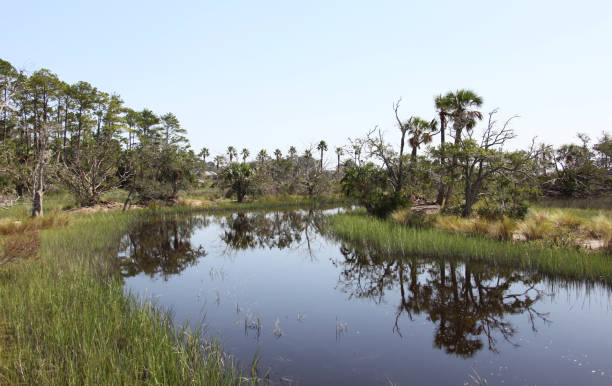 istock marshes of north Florida 1130433453