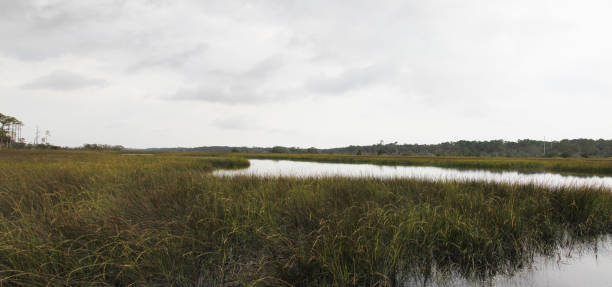 istock marshes of north Florida 1130434322