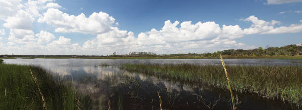 istock marshes of north Florida 1130434330