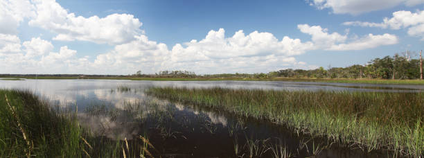 istock marshes of north Florida 1130434340