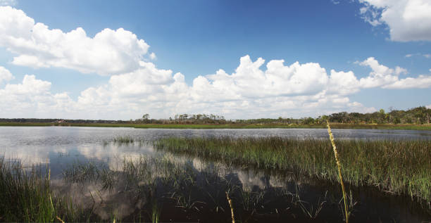 istock marshes of north Florida 1130434374