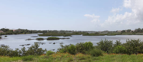 istock marshes of north Florida 1130434395