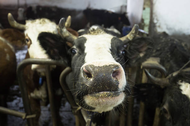 426 Farm Animal Welfare Stock Photos, Pictures & Royalty-Free Images -  iStock | Farm animal welfare icon