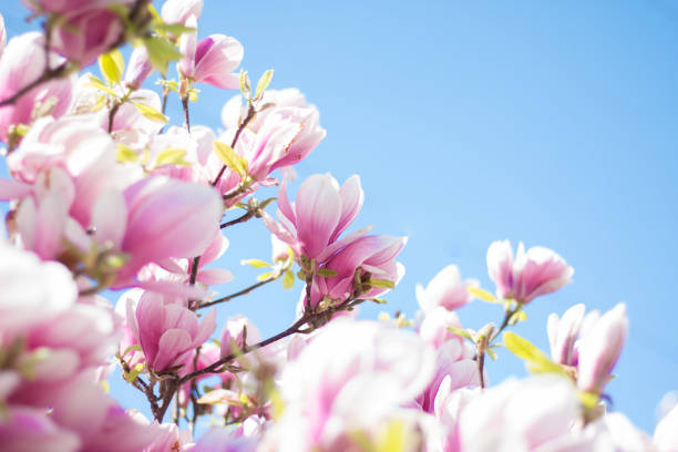 istock Magnolia tree flowers blossom in spring 1130434618