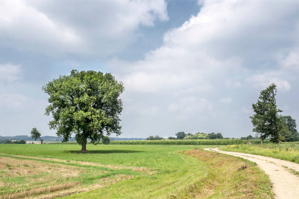 istock village and earthy road 1130434697