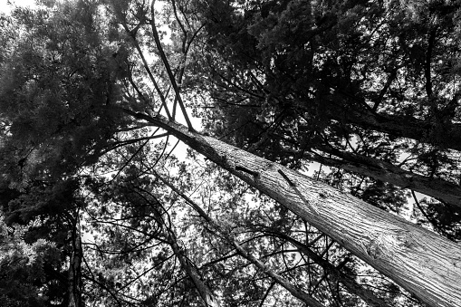 PHOTO IN BLACK AND WHITE TREES IN SUMMER