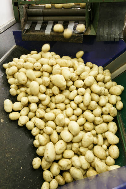 istock Fresh, cleaned and sorted potatoes on a conveyor belt 1130434807