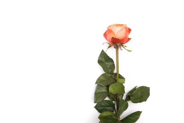 istock pink rose isolated on white background 1130434983