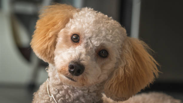 istock Cute poodle puppy looking at camera 1130436629