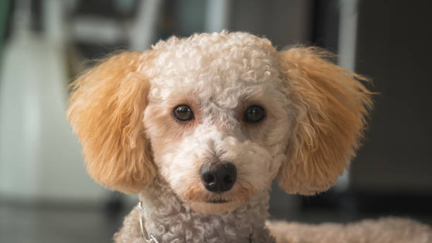 istock Cute poodle puppy looking at camera 1130436662