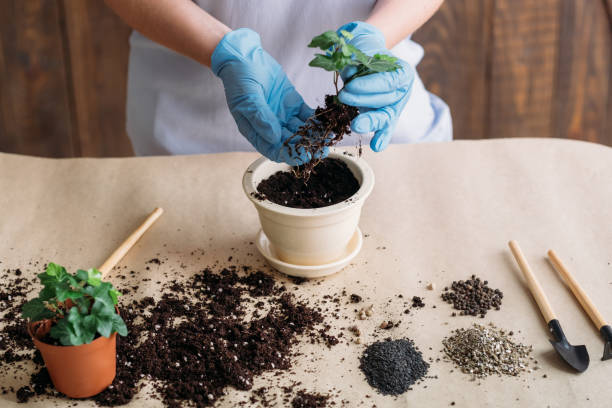 istock gardening hobby seedling germination planting 1130437920