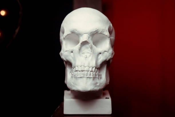 istock anatomical plaster skull, bust, sculpture on the black background 1130438062