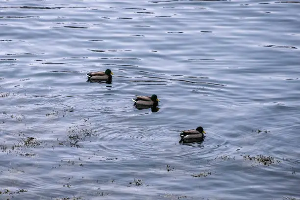 Photo of Herd of Dabbling duck orderly floating in coastline