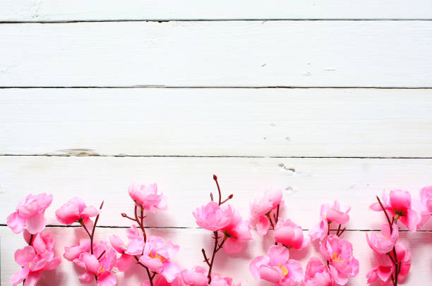 istock White wooden pallet and cherry blossom flower 1130438983