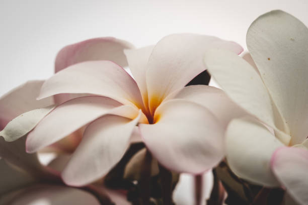 istock Pink Plumeria (Frangipani) flowers 1130439451