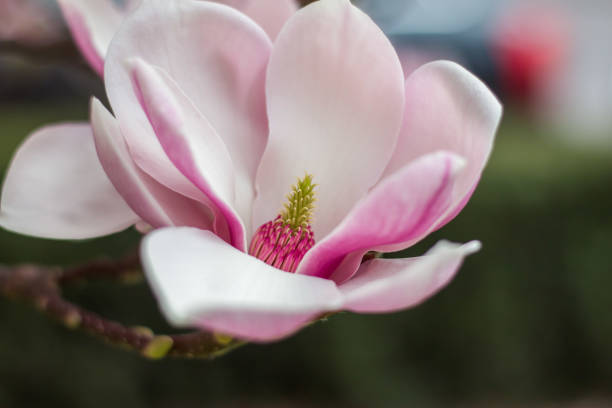 istock Magnolia tree flowers blossom in spring 1130440515
