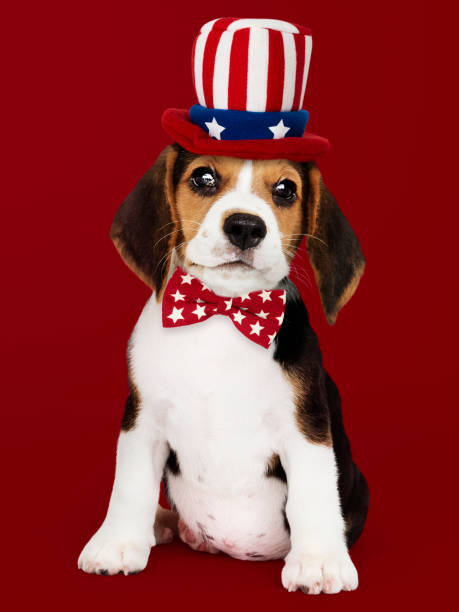 istock Cute Beagle puppy in Uncle Sam hat and bow tie 1130440736