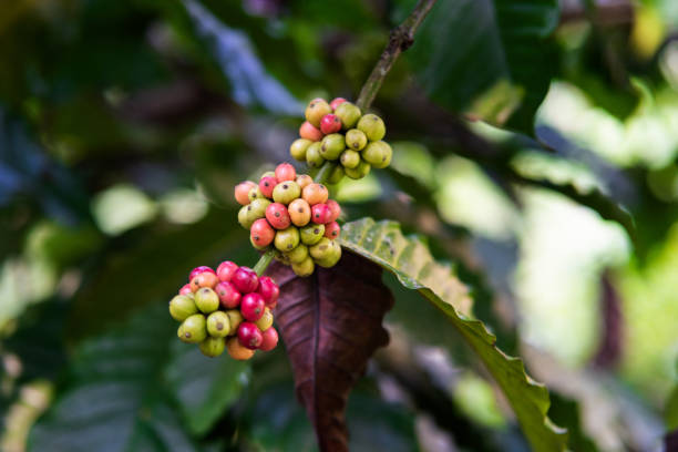 organic beans of coffe in India Bunches of organic ripe and ripening beans in coffee plant ready for harvest in a farm in Kerala, India - Image grain de café vert stock pictures, royalty-free photos & images