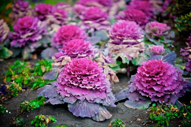 istock Flowering plant in nature. 1130441383