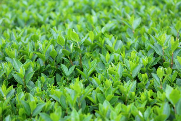 istock Young Hedge or Hedgerow closely spaced densely planted shrubs with multiple small light green leaves in local garden 1130441469