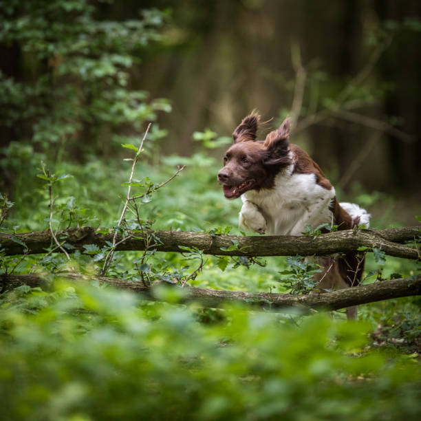 istock Cute dog running outdoors in a forest 1130442105