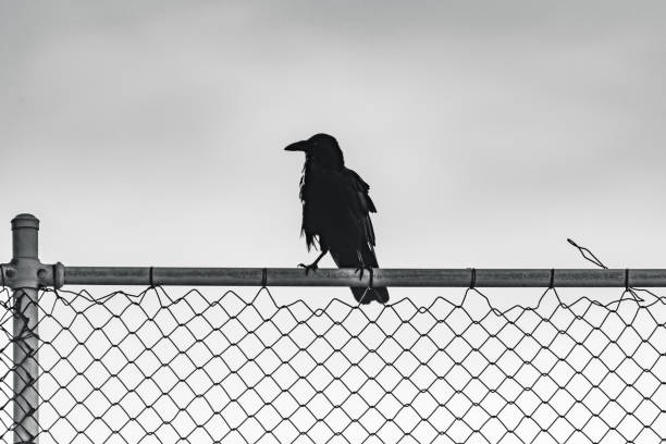 istock Bird on a Wire Fence 1130443124