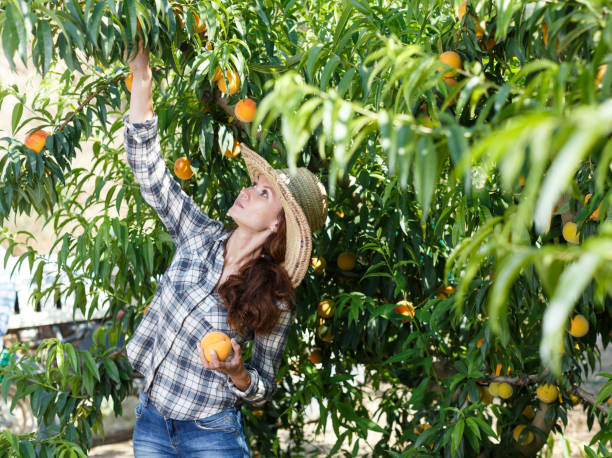istock Woman farmer harvesting peaches 1130444129
